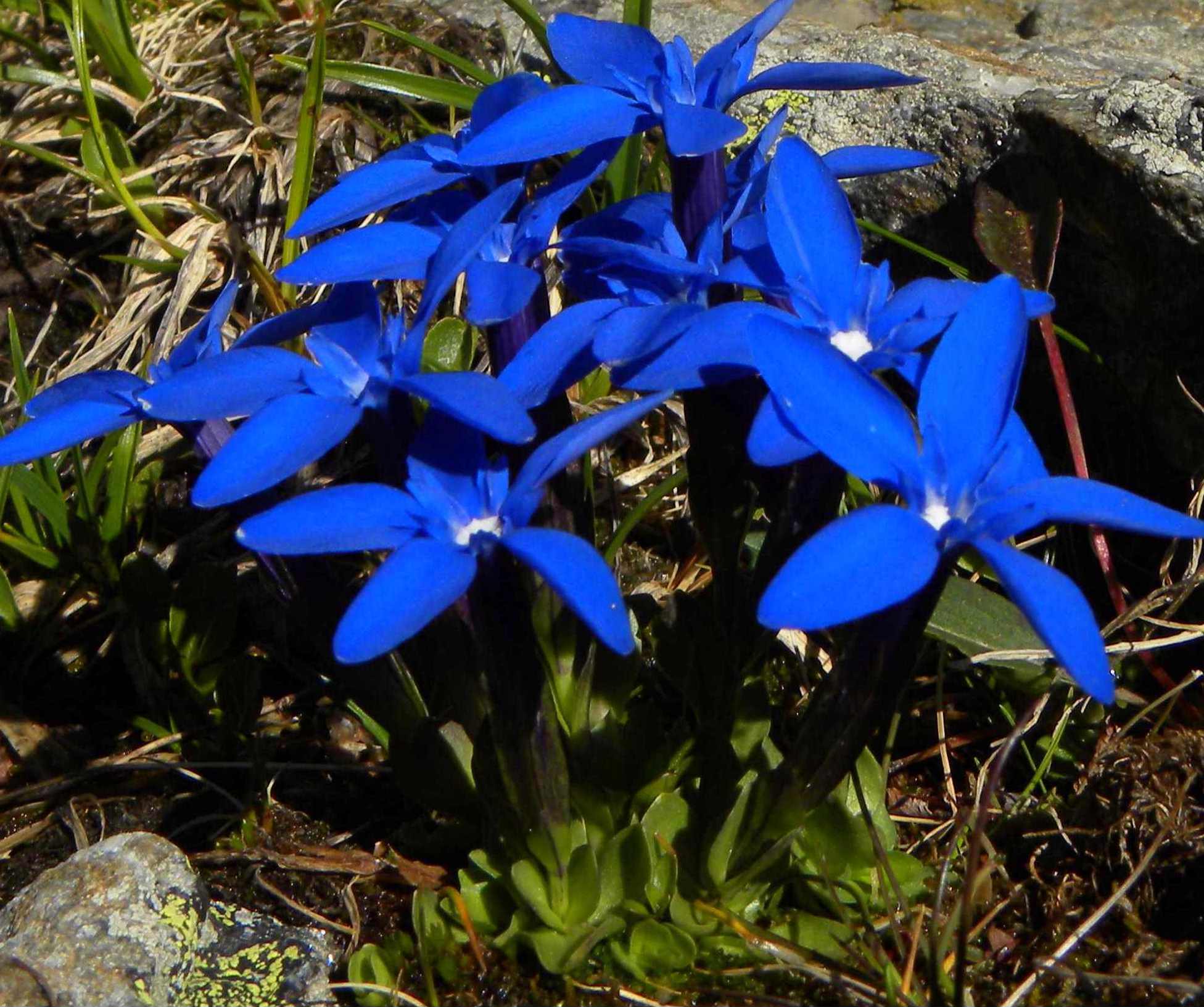 Gentiana brachyphylla